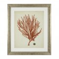 Obraz Prints Antique Red Corals Set of 6 EICHHOLTZ