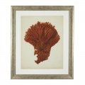 Obraz Prints Antique Red Corals Set of 6 EICHHOLTZ