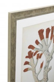 Obraz Prints Antique Red Corals Set of 6 EICHHOLTZ